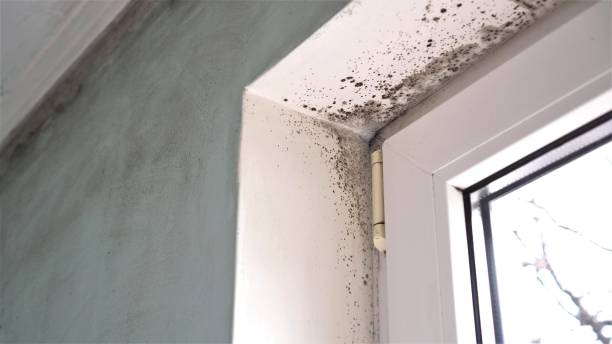 Best Mold Remediation  in Franklin Furnace, OH