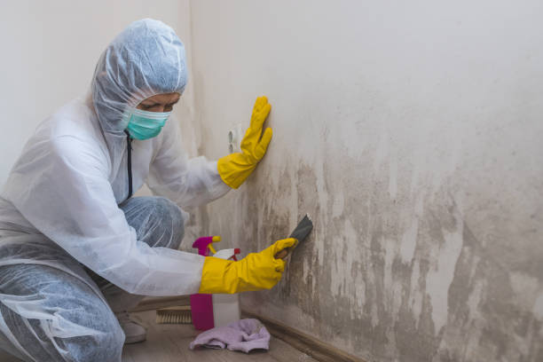 Office Mold Removal Services in Franklin Furnace, OH