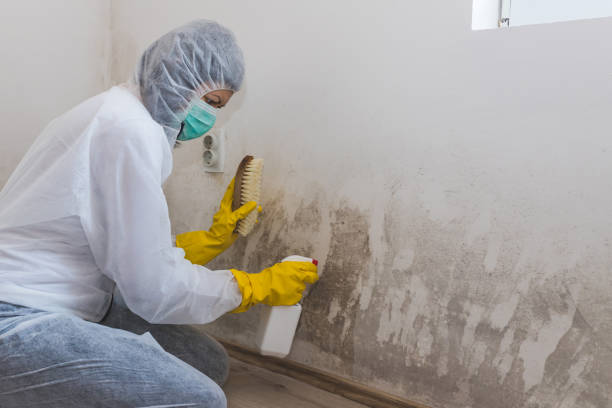 Best Mold Cleaning Services  in Franklin Furnace, OH
