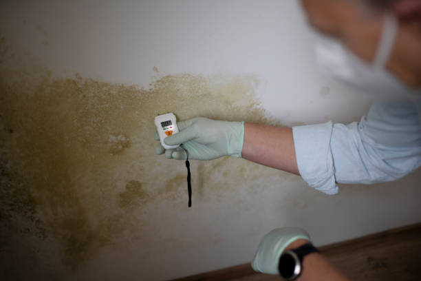 Best Best Mold Removal Companies  in Franklin Furnace, OH