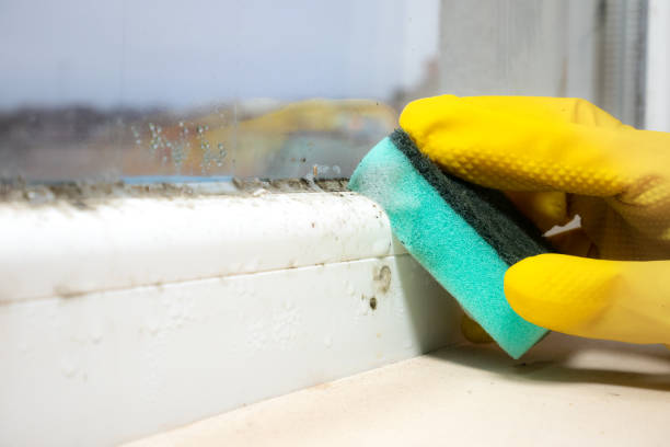 Best Attic Mold Removal  in Franklin Furnace, OH