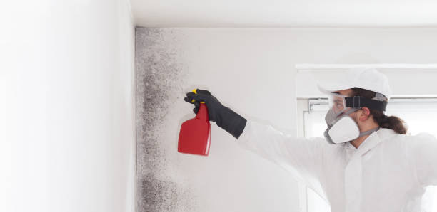 Best Certified Mold Removal  in Franklin Furnace, OH