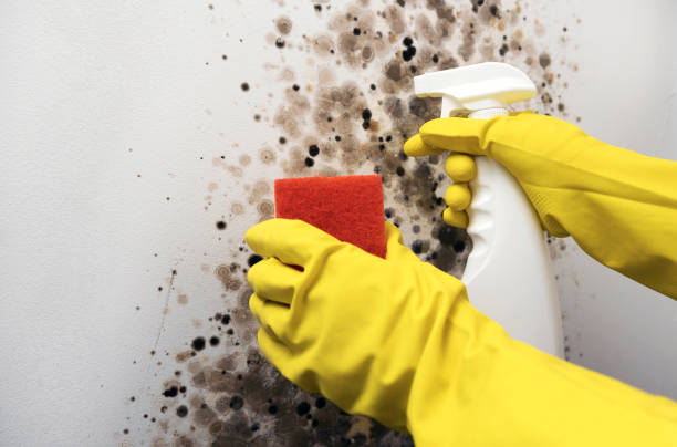 Best Mold Cleaning Services  in Franklin Furnace, OH