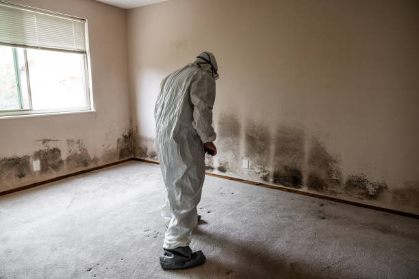 Franklin Furnace, OH Mold Removal Company