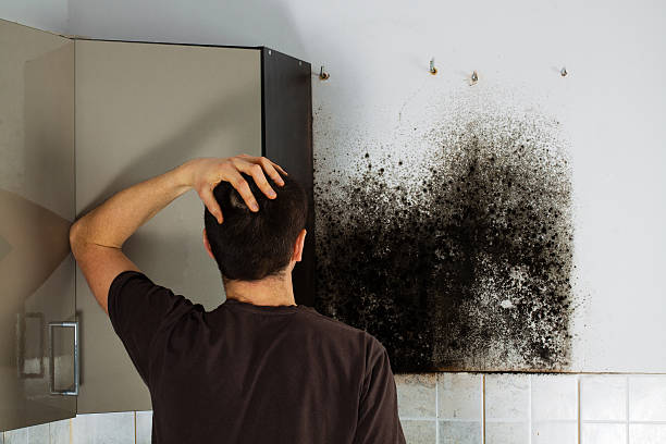 Best Black Mold Removal  in Franklin Furnace, OH