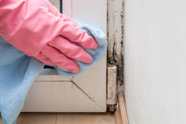 Best Residential Mold Removal  in Franklin Furnace, OH