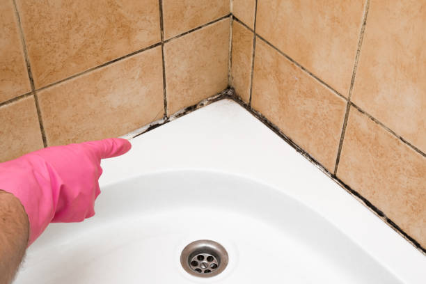 Best Commercial Mold Removal  in Franklin Furnace, OH